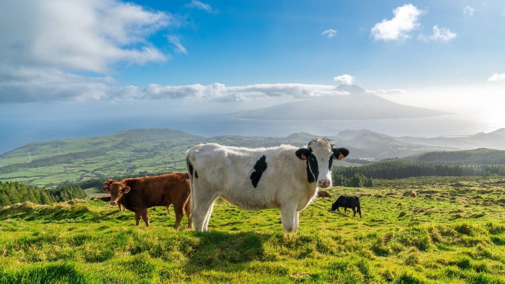 cattle, azores, portugal-7736382.jpg