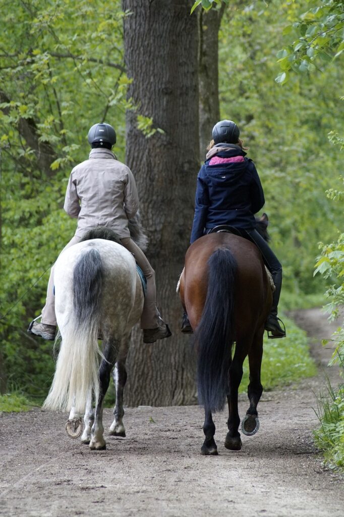 trip, horse, forest-4210217.jpg